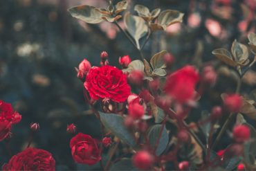 roses de sant jordi llibres literatura maria aurèlia capmany