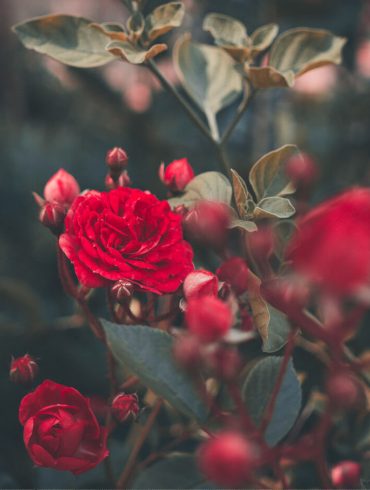 roses de sant jordi llibres literatura maria aurèlia capmany