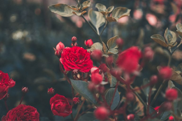 roses de sant jordi llibres literatura maria aurèlia capmany