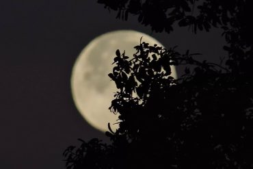 en pere i altres contes claudi planas i font conte