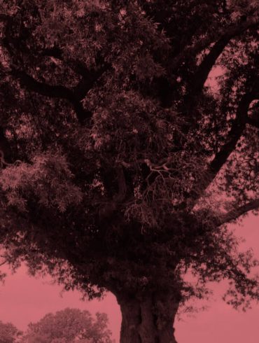 anna murià hosanna conte autobiogràfic agustí bartra exili