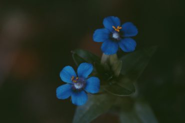 intermezzo heinrich heine català traducció apel·les apeles mestres poemes romanticisme poema poesia