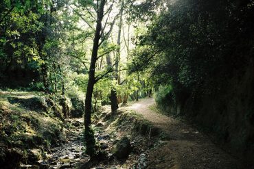 obaga solei sauc en flor poemes lletres lletra ep