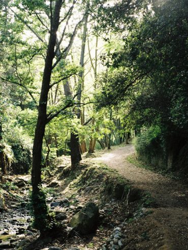 obaga solei sauc en flor poemes lletres lletra ep