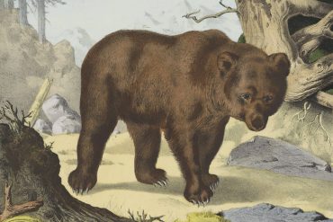 os benemerit prudenci bertrana narracionss recull 1923 fauna i altres bèsties contes animals