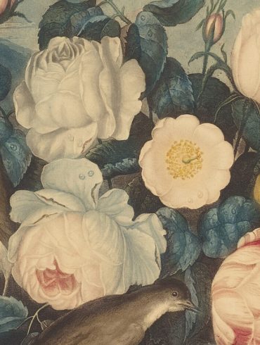 el cor i les roses contes conte màrius torres llàstima que no hagués anat així poesia poesies universitat de barcelona recull stroligut literatura catalana català revista poema història d'un gentleman