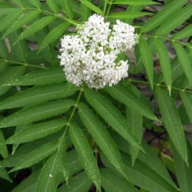 Saüc en flor
